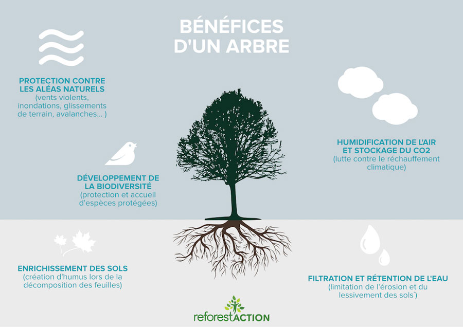 Bénéfices d'un arbre